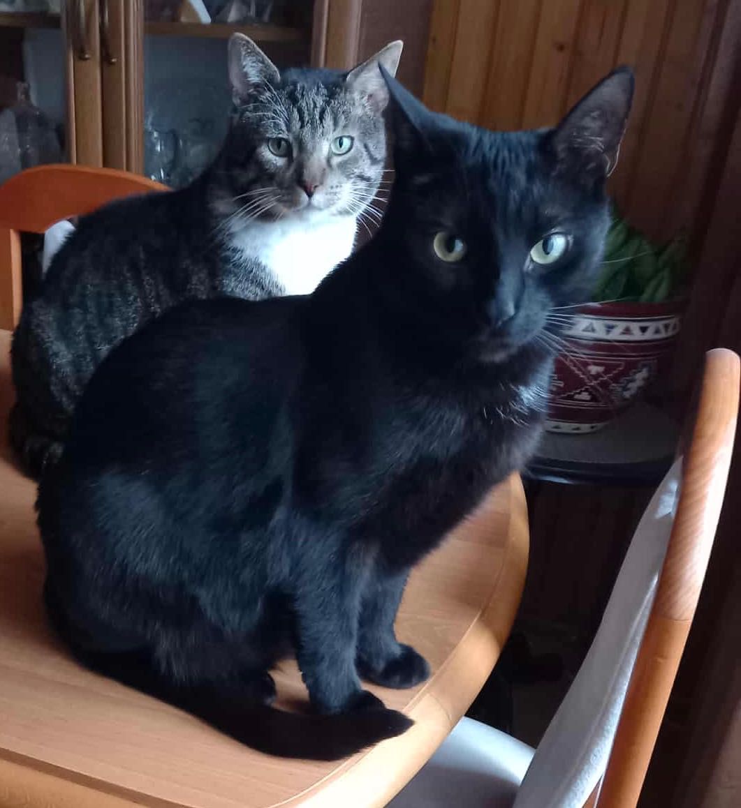Koty poszukują domu! Koty do adopcji