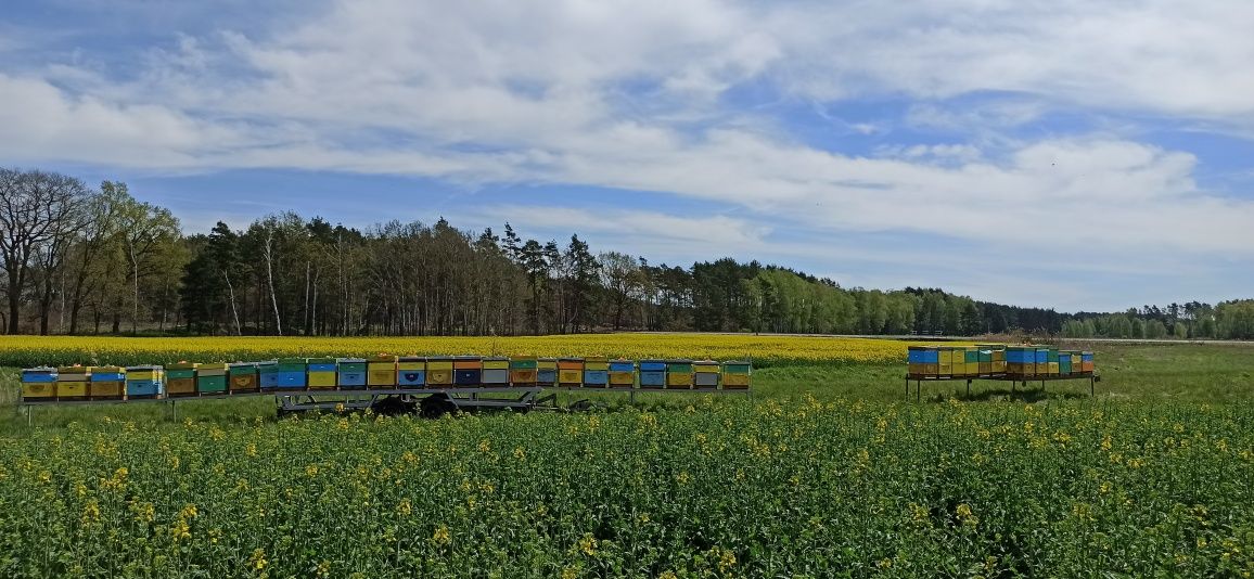 Pyszny miód z własnej pasieki