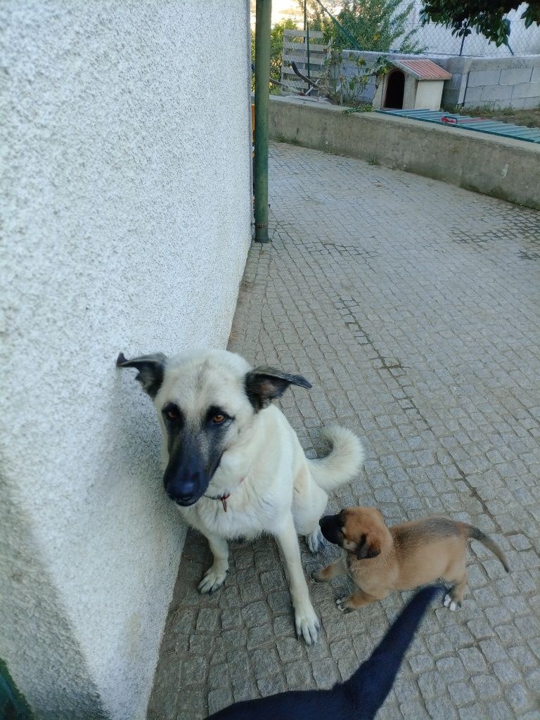 Cães para adoção