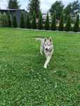 Suczka Syberian Husky