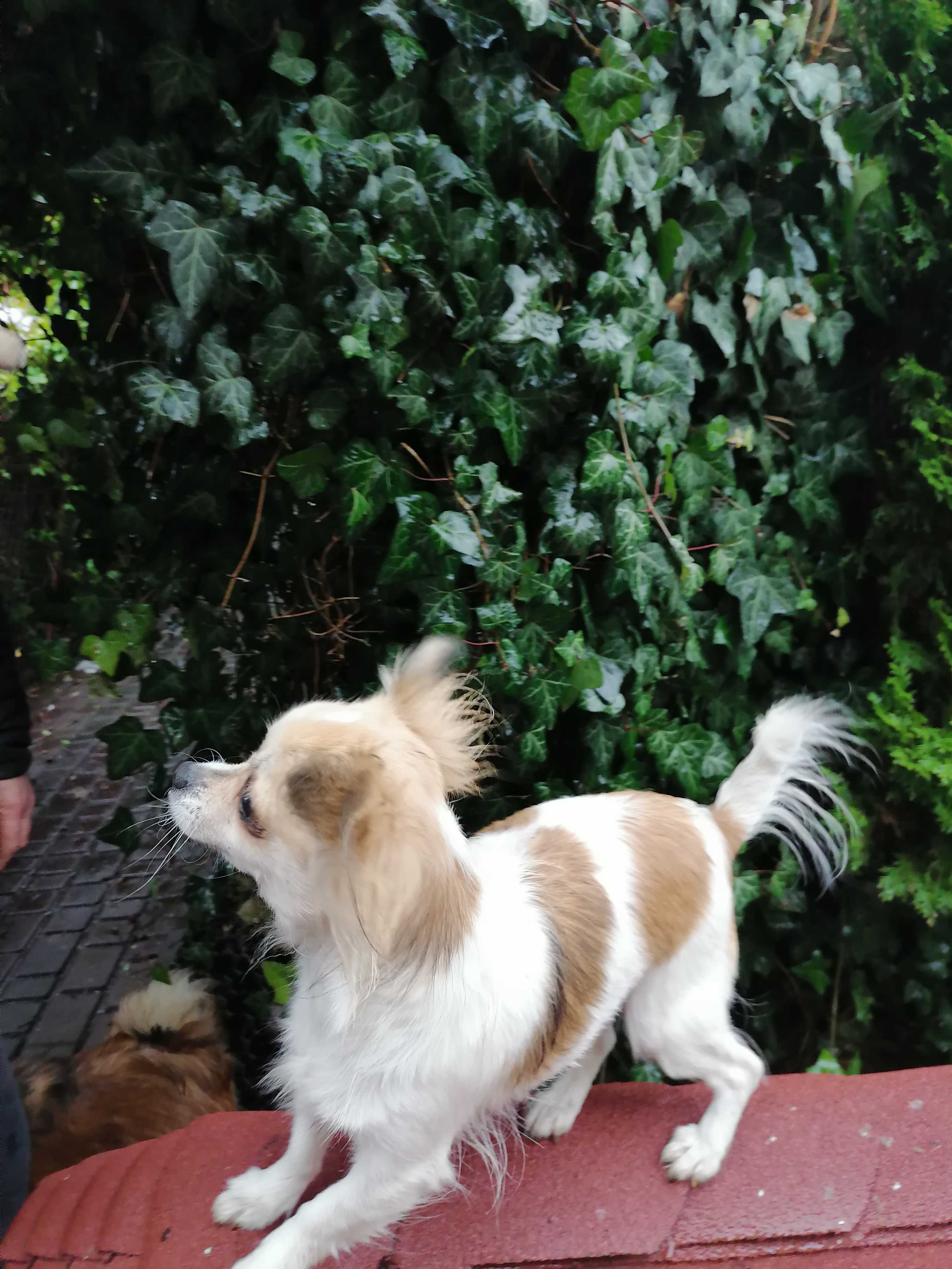 Chihuahua piesek  Zarezerwowany
