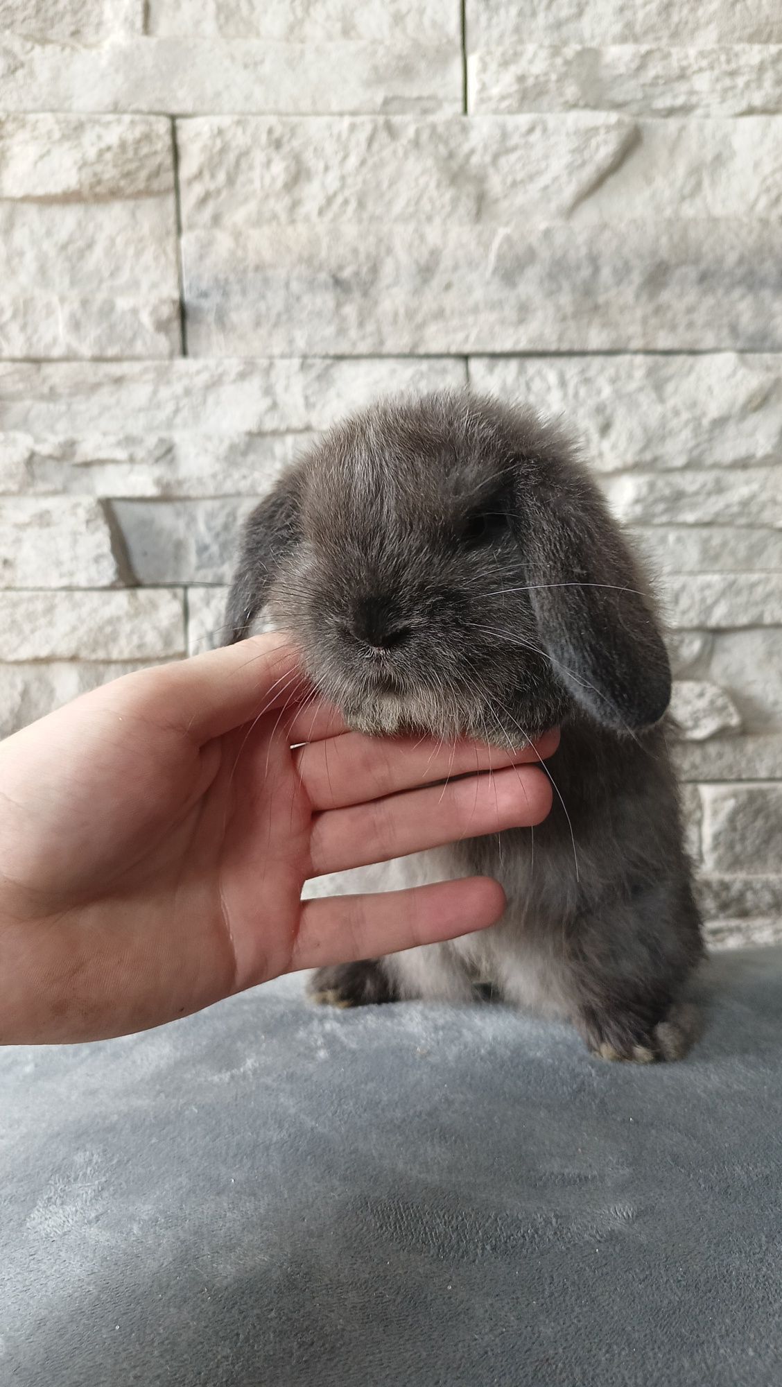 Mini lop króliki karzełek miniaturka