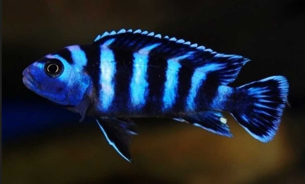 Chindongo demasoni - Malawik pasiasty - dowóz, wysyłka