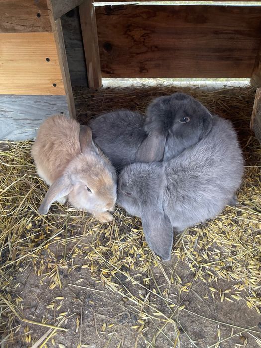 Brań francuski Wiedeński