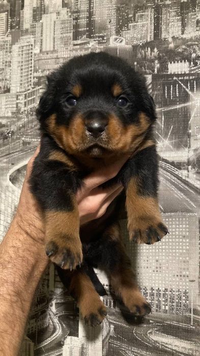 Цуценята ротвейлера