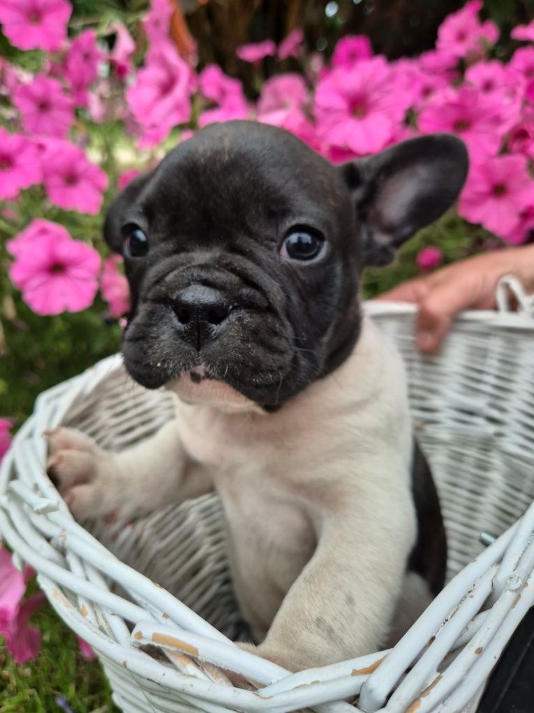 Buldog francuski