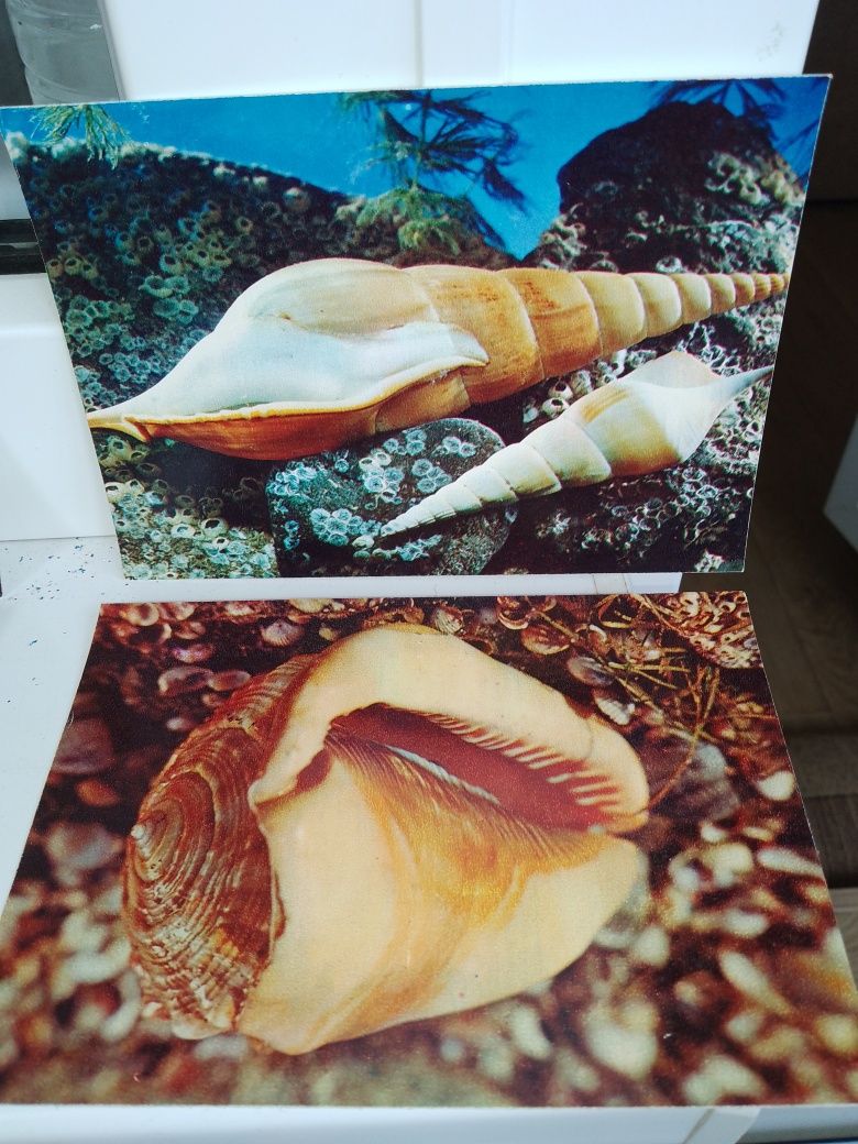 Продам открытки морских раковин