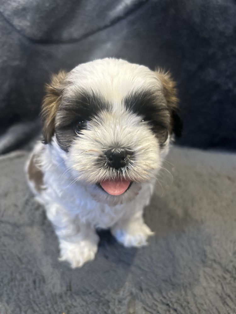 Shih tzu rezerwacja