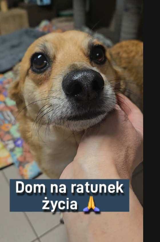 DOM dla Maksia ratujący życie Pani zmarla a on w schronisku Kocie i Ps