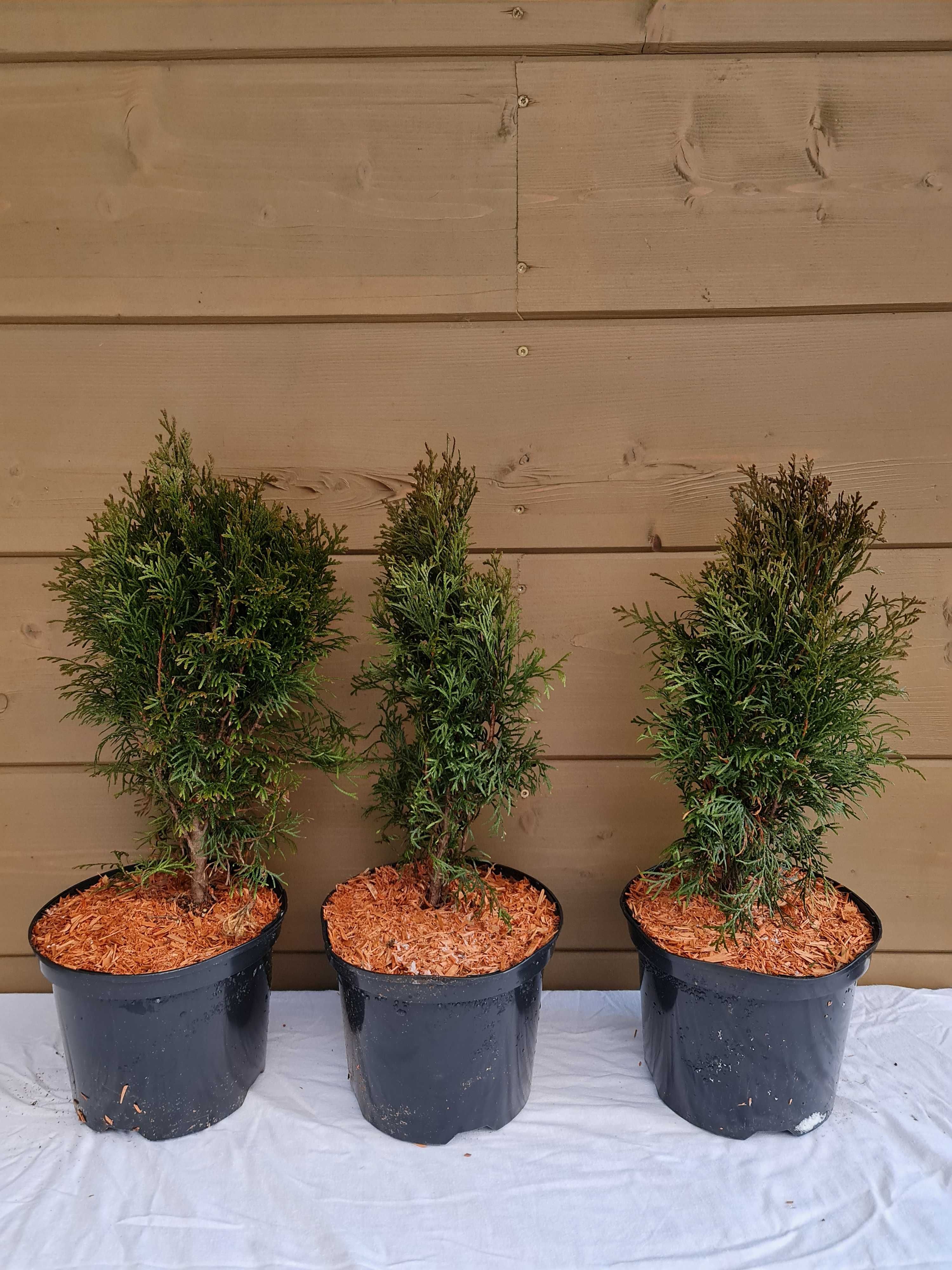 tuja thuja smaragd szmaragd 5 L pojemnik