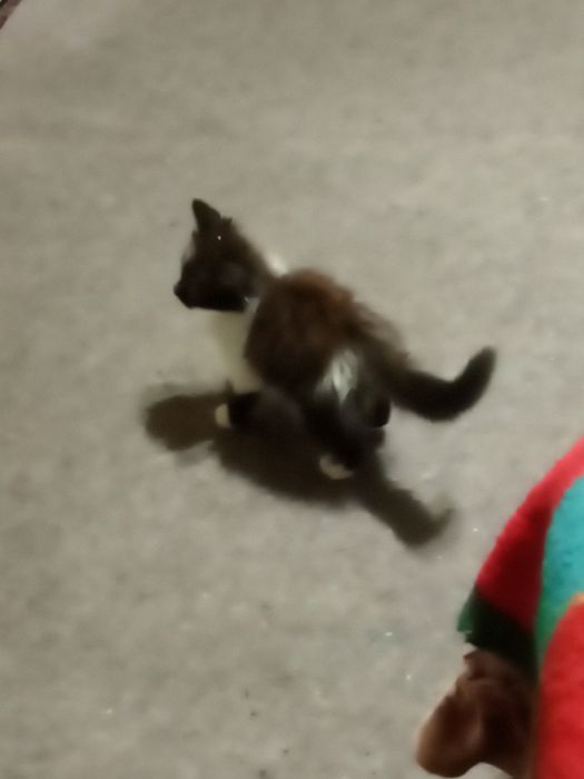 Чудова дівчинка у родину