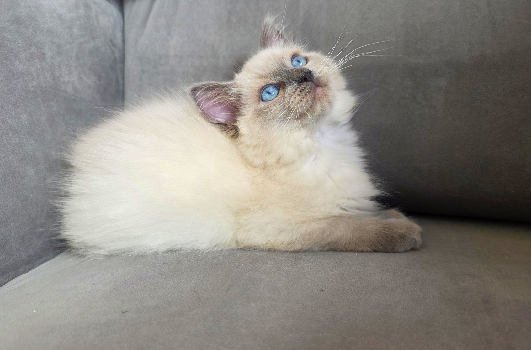Blue colourpoint ragdoll WCF kocurek