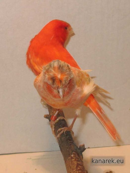 Sprzedam Kanarki, Zeberki oraz Gile Meksykańskie