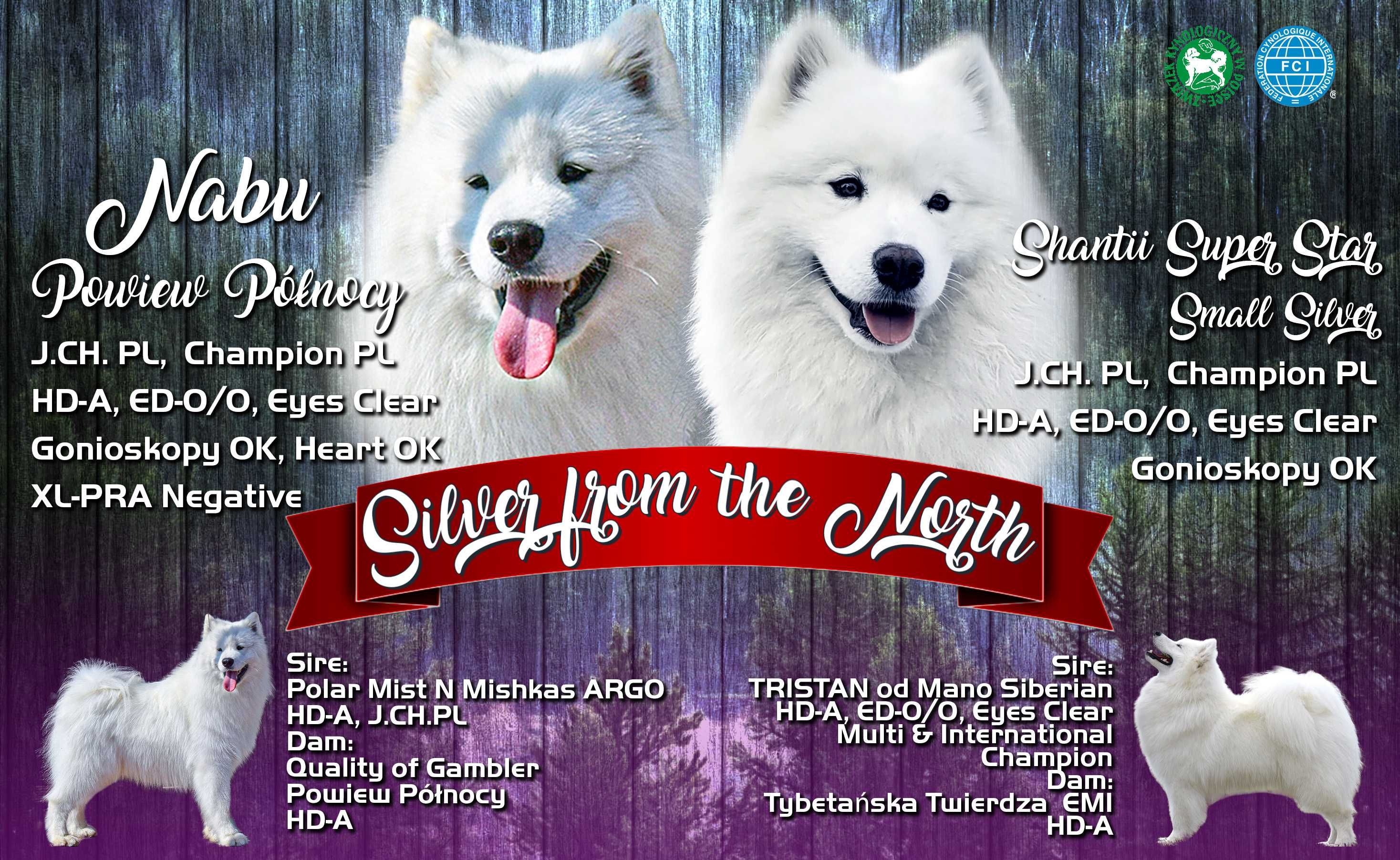Szczenię Samoyed ZKWP FCI