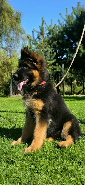 Owczarek Niemiecki Suczka