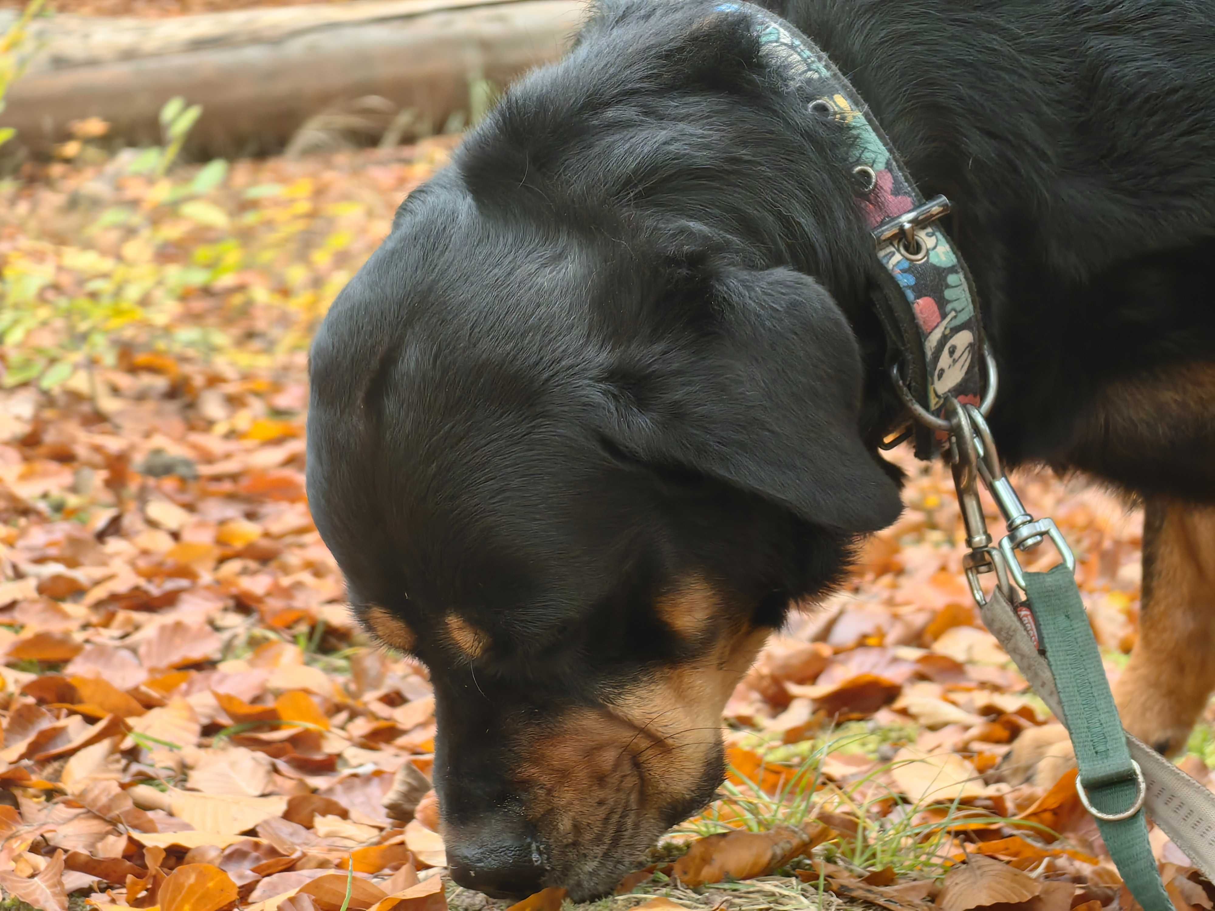 Pimpuś w typie Rottweilera
