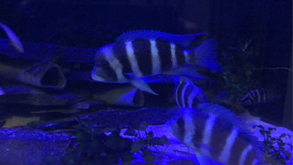 4 Cyphotilapia gibberosa kansombo