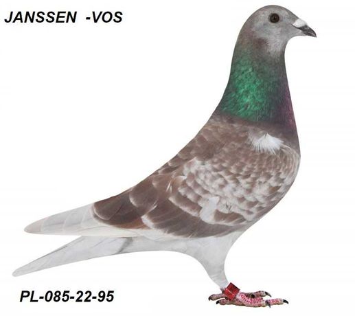 Gołębie pocztowe Gołąb  Samca 2022 Janssen-VOS   Rodowodem