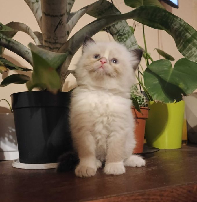 OSTATNI Kocurek Kot Syberyjski Neva Masquarade ROOWÓD Rasowy