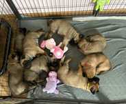 Owczarek belgijski malinois fci chlopak samiec