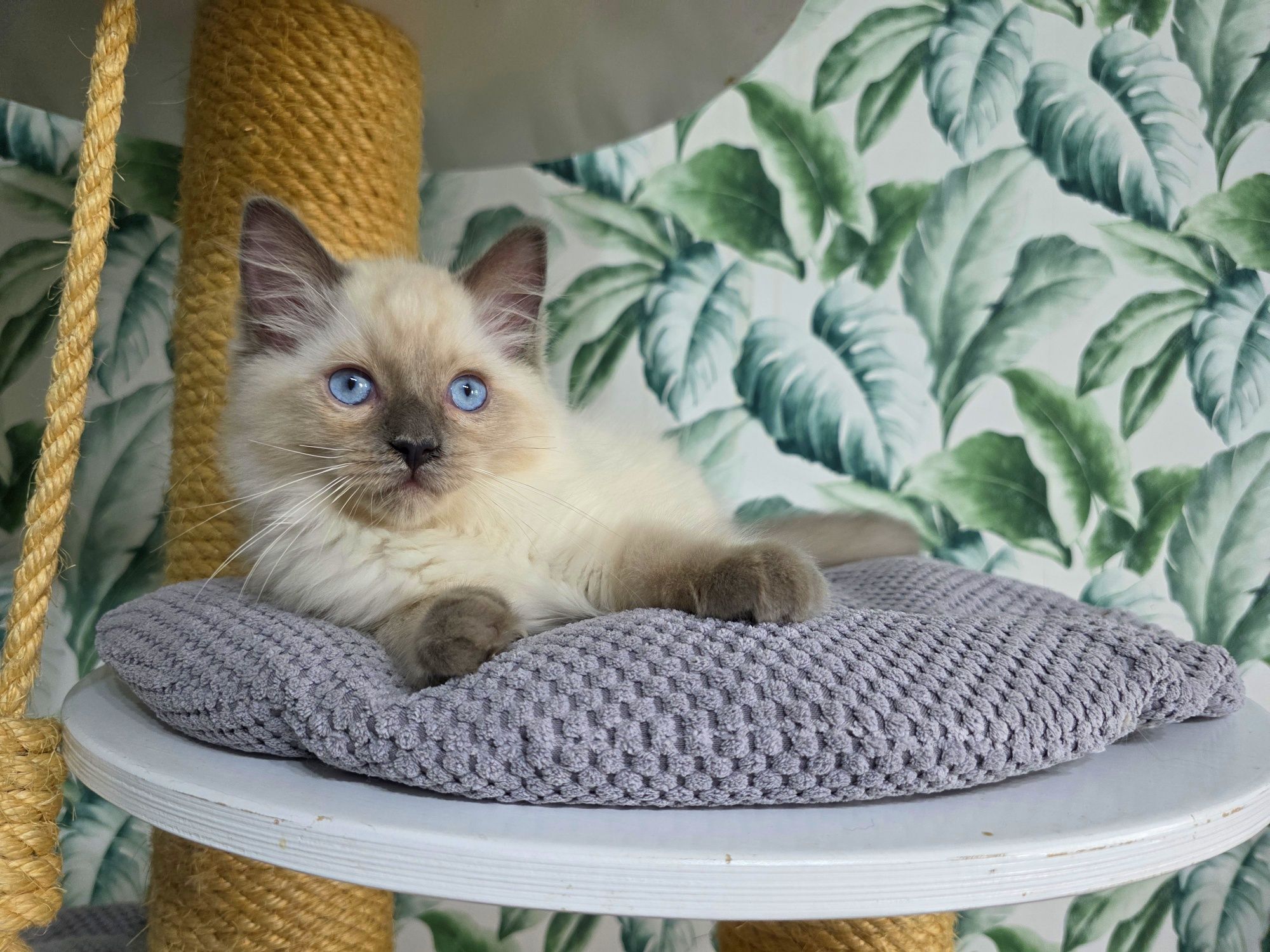 Kocurek ragdoll rodowód WCF