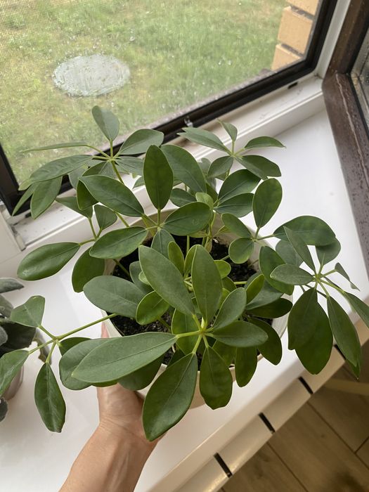 Шефлера молода