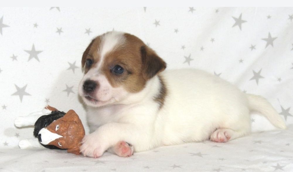 Джек Рассел тер'єр з документами клубу КСУ