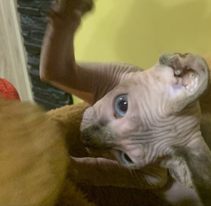 Sfinks Kanadyjski. Koteczka bez sterylizacji. Rodowód