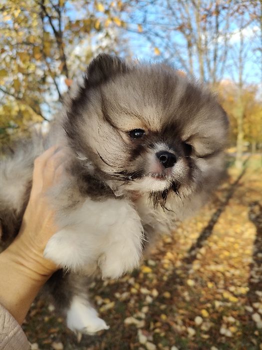 Квіточка шпіцуля