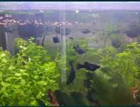 Molinezje Black Molly