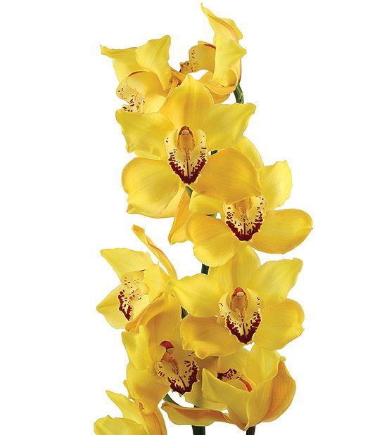 Подростки орхидей - Доставка цветов и растений из Голландии, Азии и тд