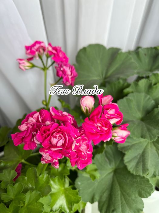 Сортові педаргонії, сортова пеларгонія , живці пеларгоній