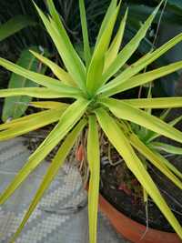 Planta ornamental Fiteira