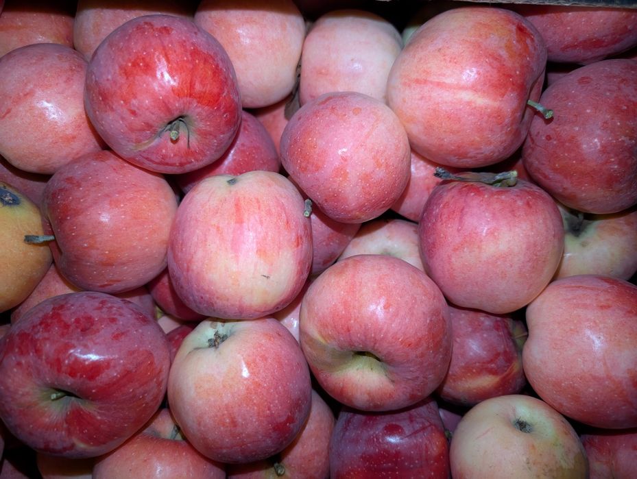 Яблука з власного саду , від 10ящ.