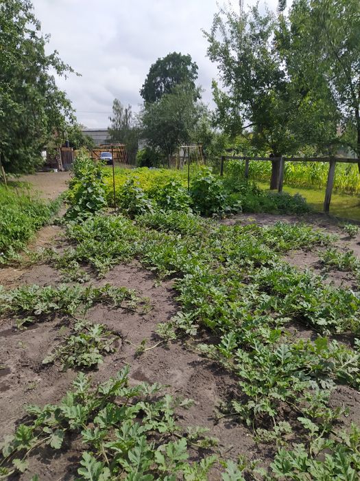 Участие город Шостка