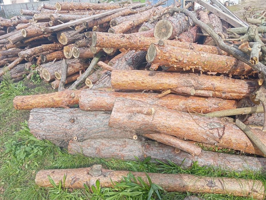 Sprzedam drzewo sosnowe