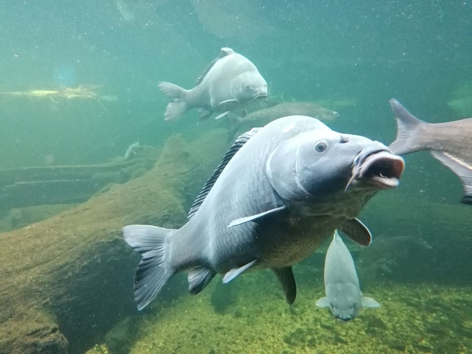 Karp karp karp karp