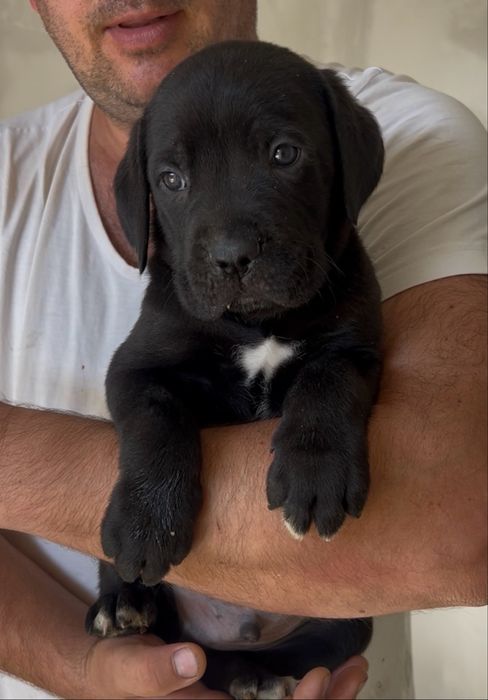 Розплідник продає цуценя Cane Corso  з документами КСУ на вас