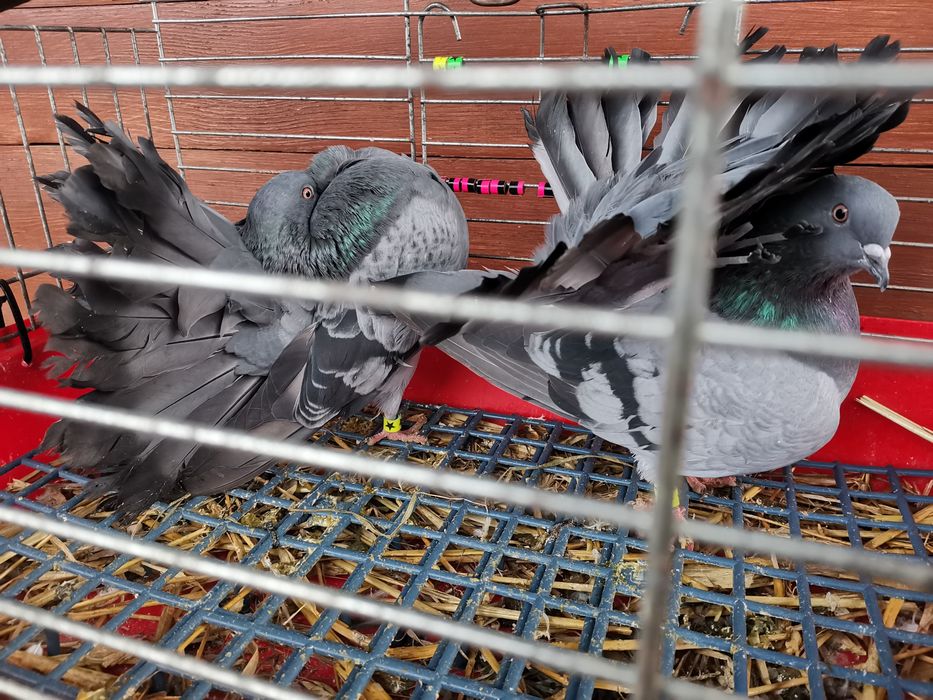 Gołębie ozdobne - pawiki