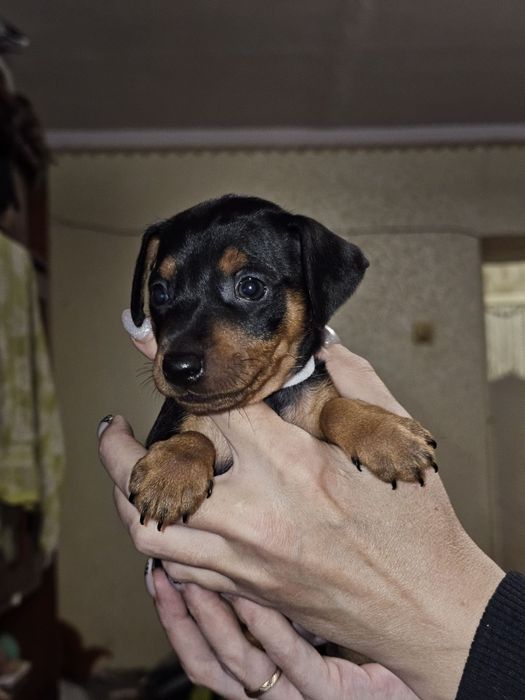 Подам шенков цверпинчеры.