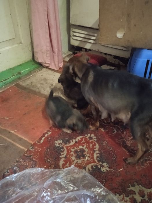 Отдадим щенков в хорошие руки