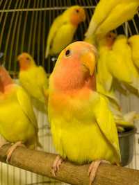 Попугай неразлучник розовощекий Желтые