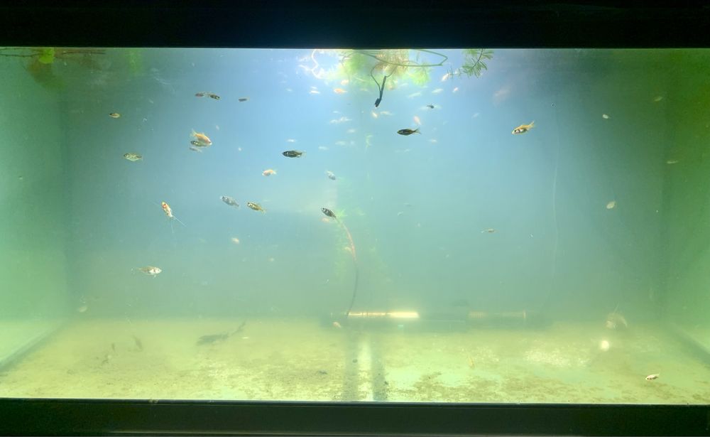 Cometas peixe agua fria