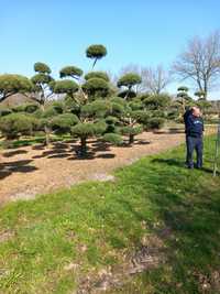 Bonsai-Niwaki Sosna Cis Jałowiec. Szmargad klon katalapa jodła świerk