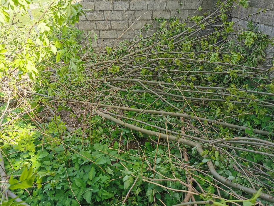 Oddam gałęzie za darmo