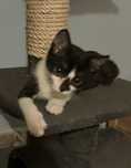 sliczna dziewczynka i dwa inne maluchy do adopcji