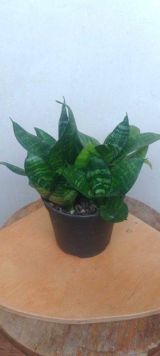 Комнатные растения, самшит вечнозеленый, кампсис, каменные розы.