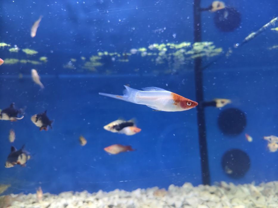 Espadas texugo kohako comet pink