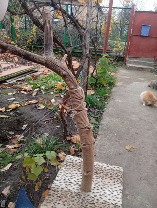 Кохтеточка  -бесплатно.