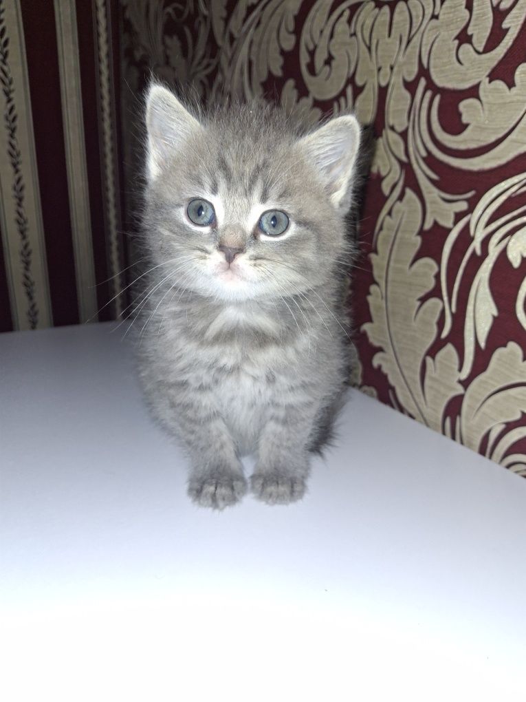 Продам маленьких котят